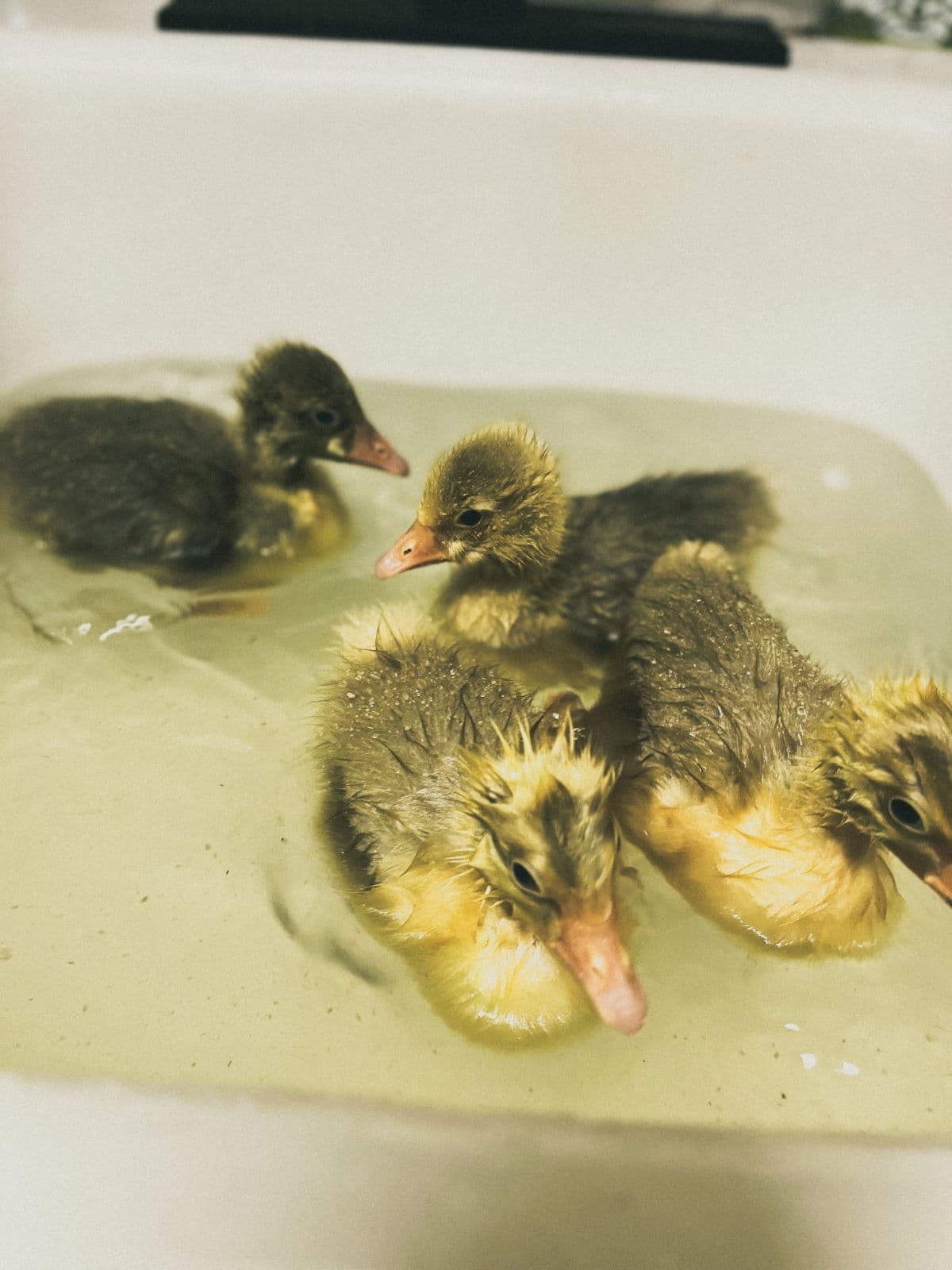 Ducklings gathered in the brooder