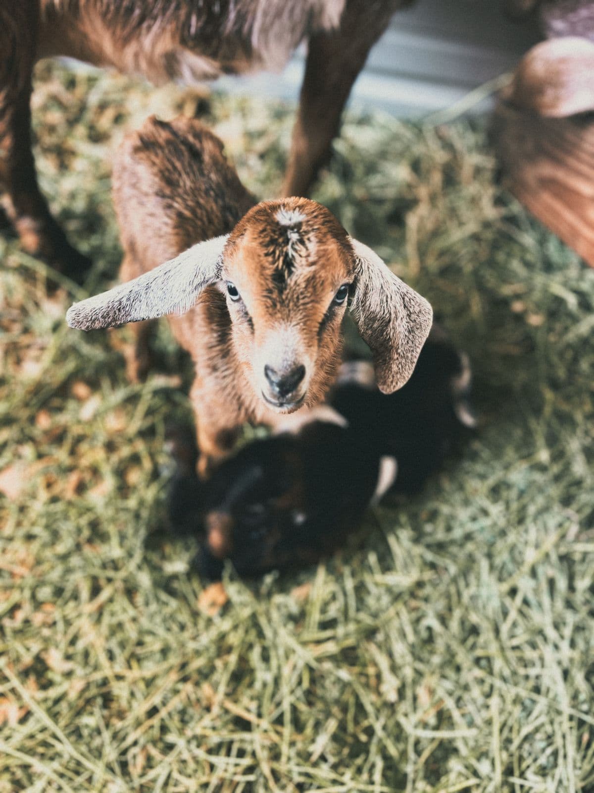 Baby goats in the paddock