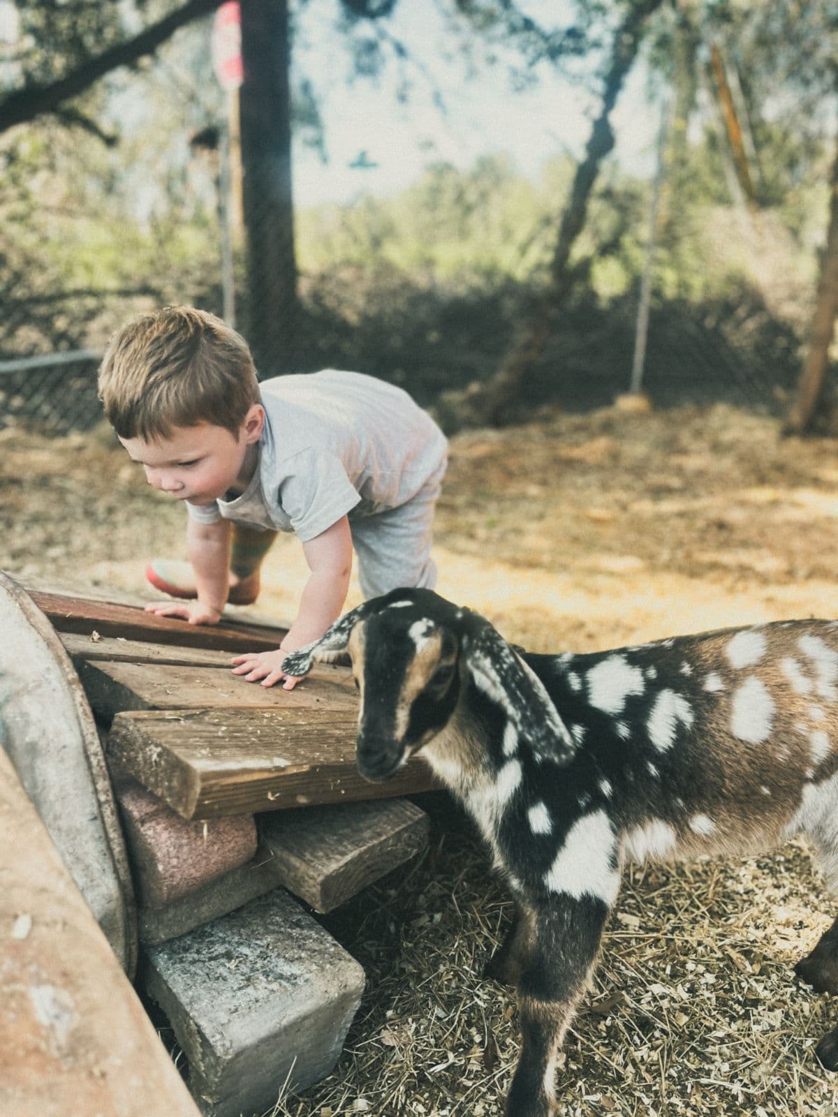 A young boy caring for one of the goats