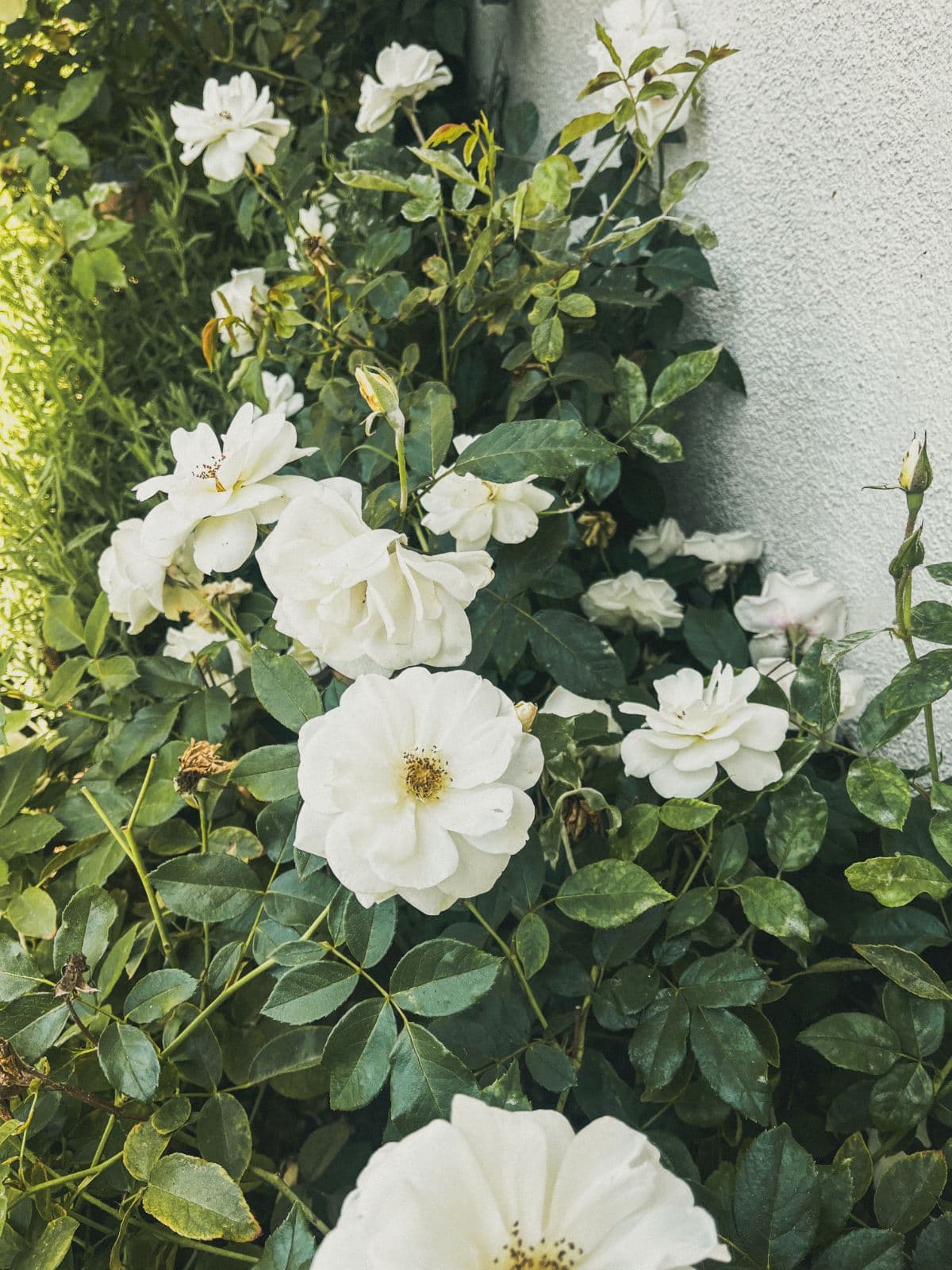 White roses blooming in the garden