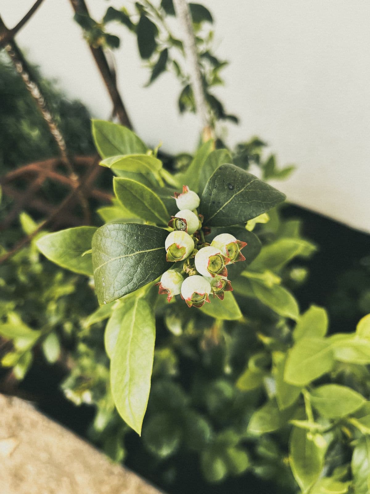 Blueberries ripening in the garden beds
