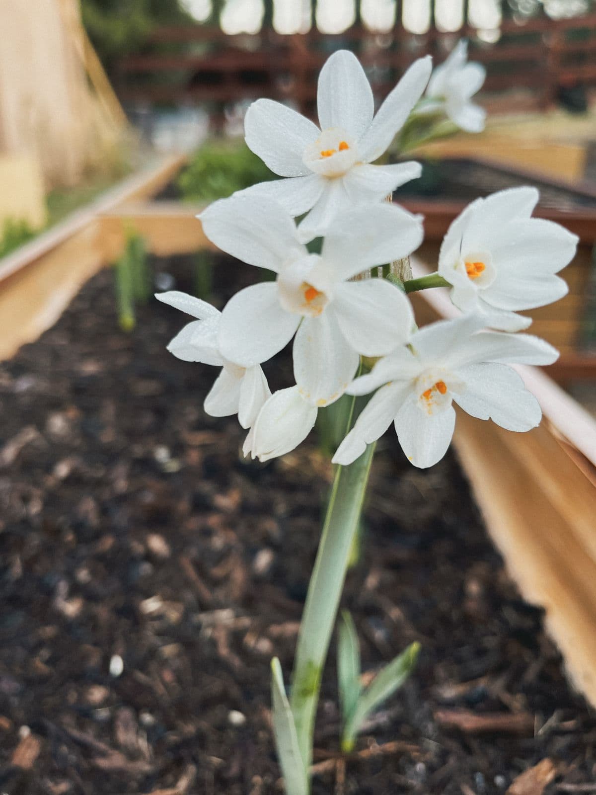 Paperwhites blooming in a raised garden bed