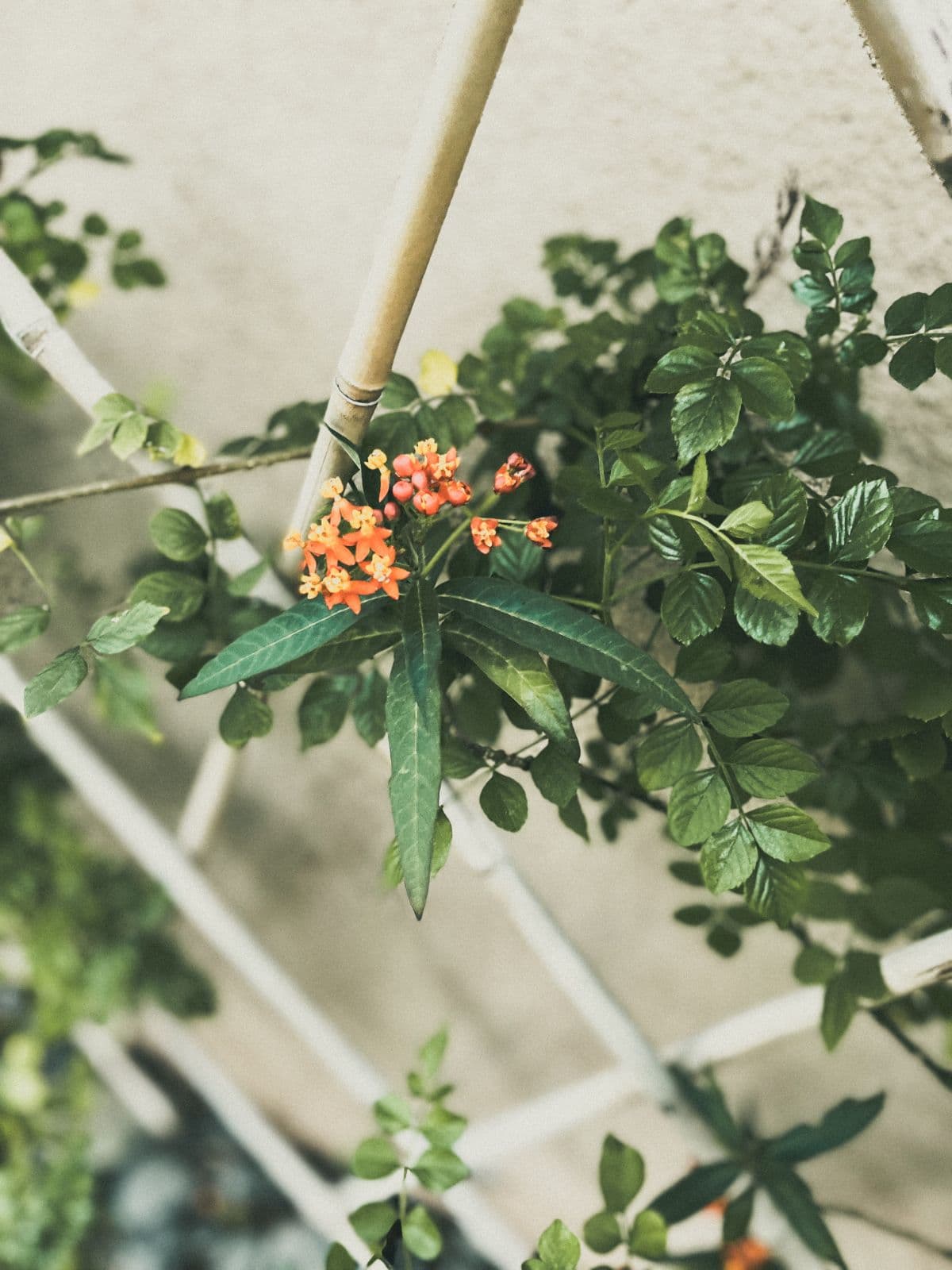 Milkweed blossoms climbing the garden trellis