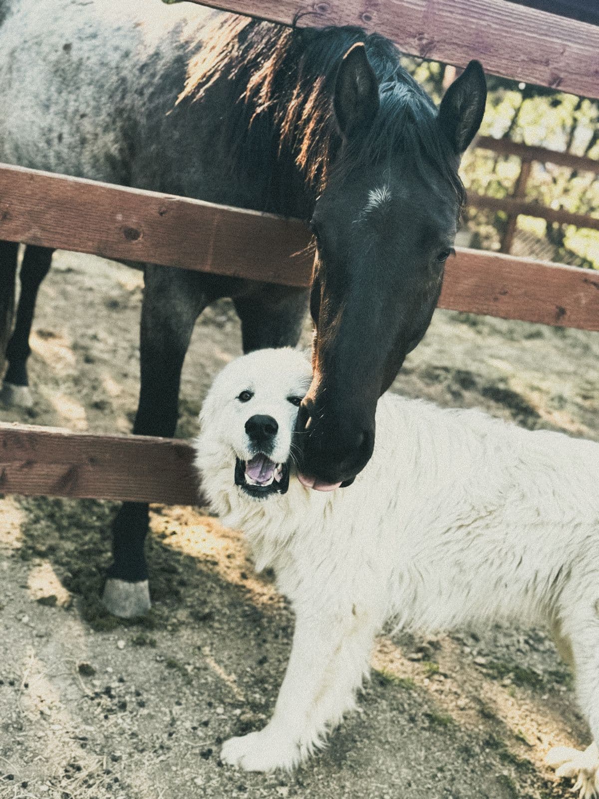 A horse leaning over the fence to nuzzle the white livestock guardian dog