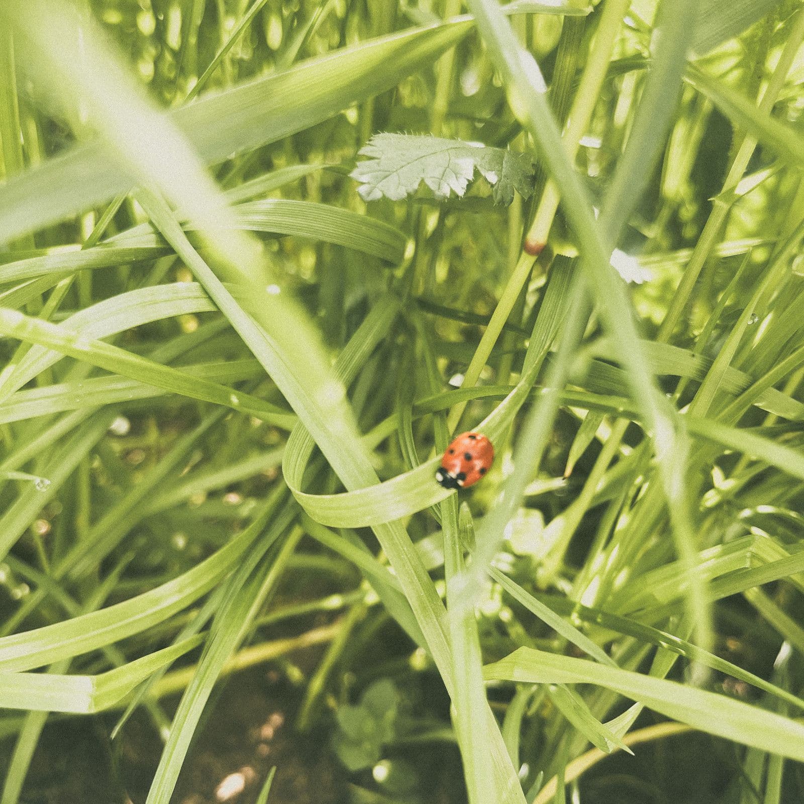 A ladybug resting on a blade of grass