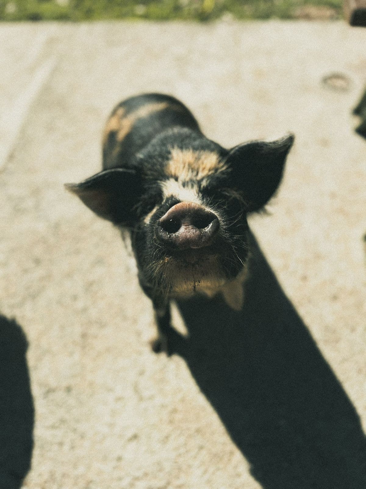 The pot-bellied pig out for a stroll in the farmyard